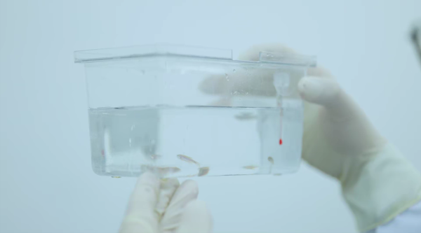 京海策略 斑马鱼“鱼航员”再上太空，这次它们有了新变化